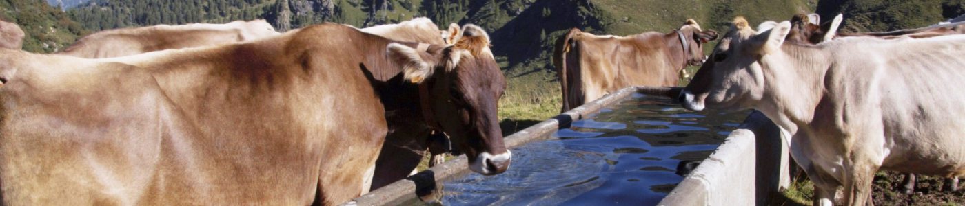Cows of the Orobic Valleys