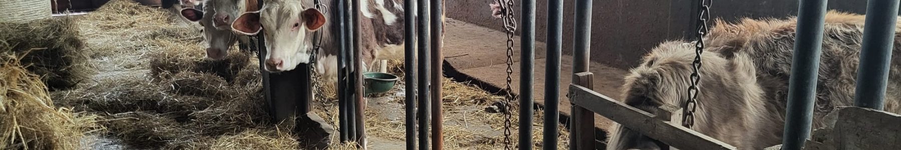 Cows in the barn
