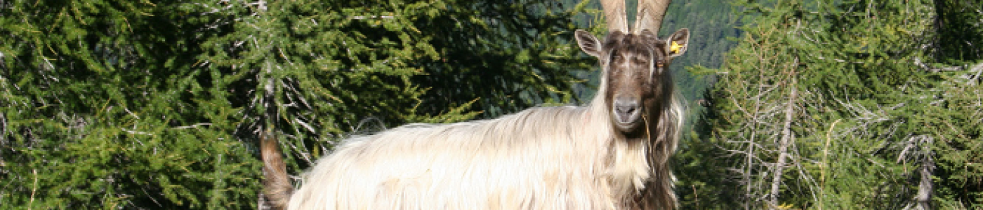 Goat (Bèch) of the Orobic Valleys