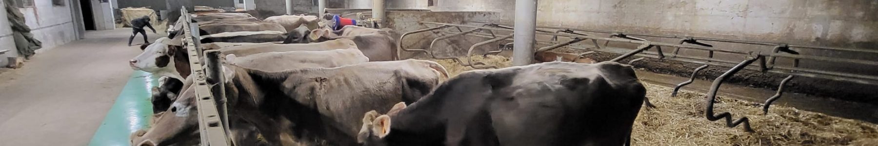 Cows by Michele Corti