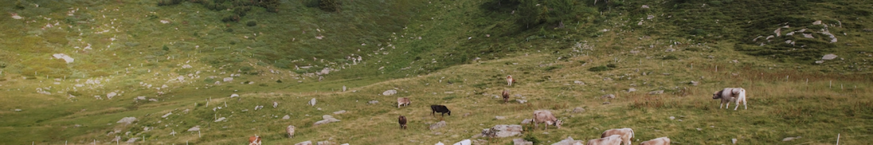 Cows grazing