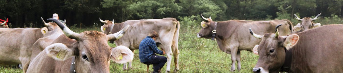 Orobic valleys and cheese making