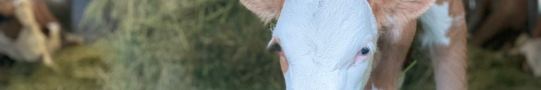 Cow in Val Cavallina