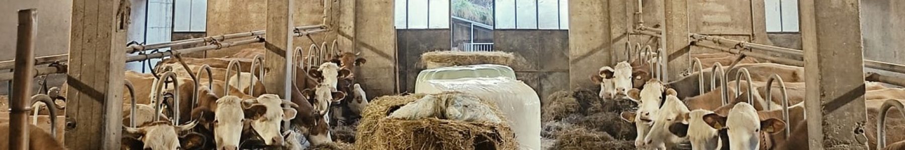 Cows in the barn